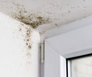 Mold Growth in Commercial Space Corner